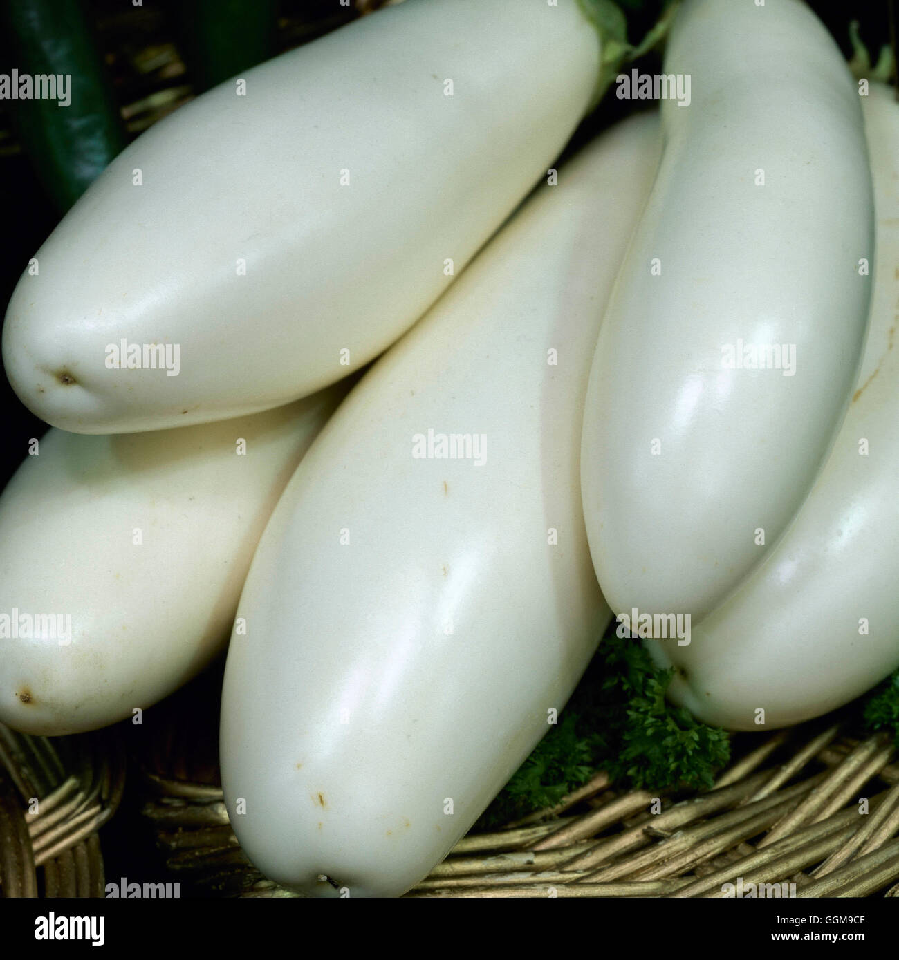 Aubergine - `Snowy'   VEG104553 Stock Photo